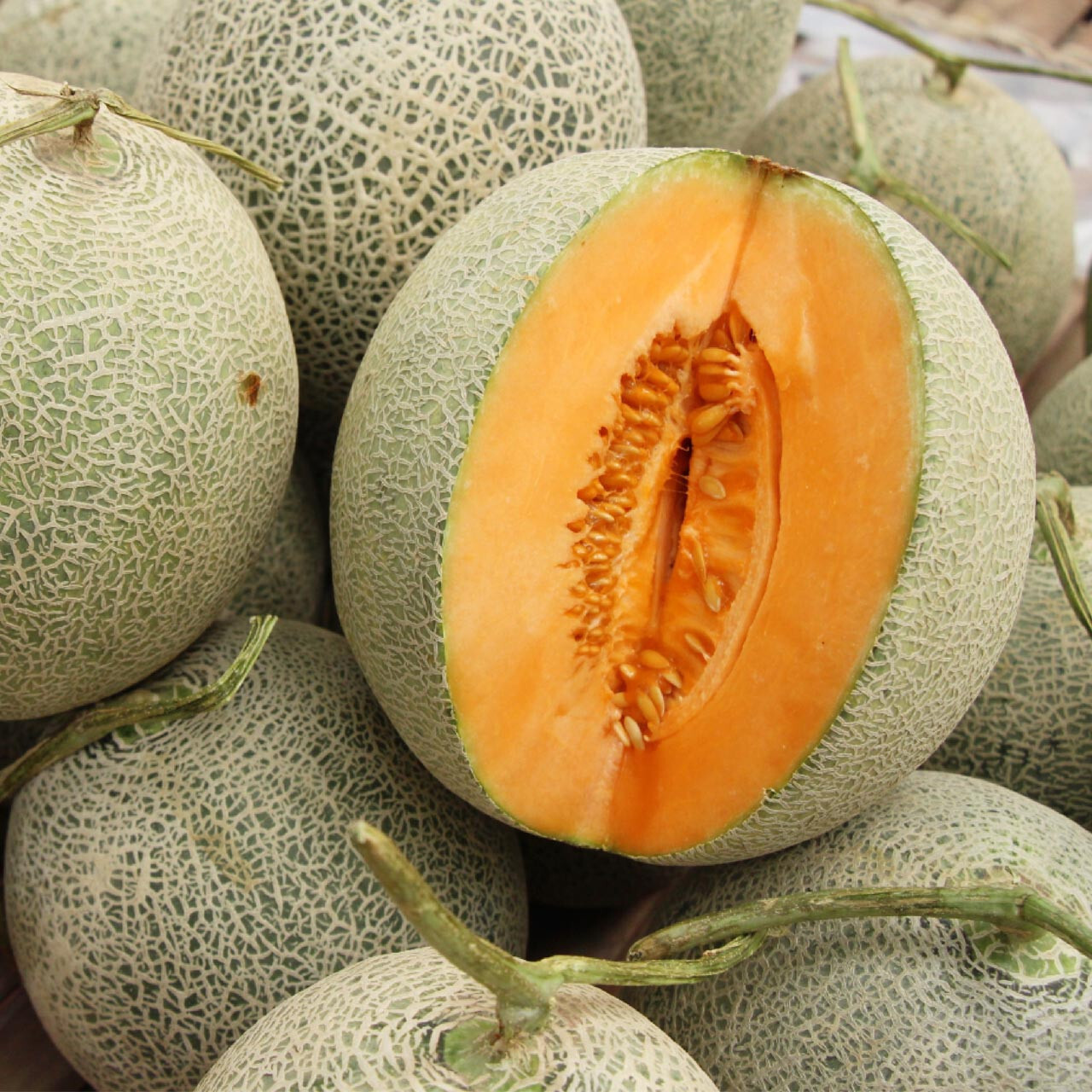 35 HALES BEST CANTALOUPE MELON SEEDS ~ heirloomseedguy ~ USA ~ 2026
