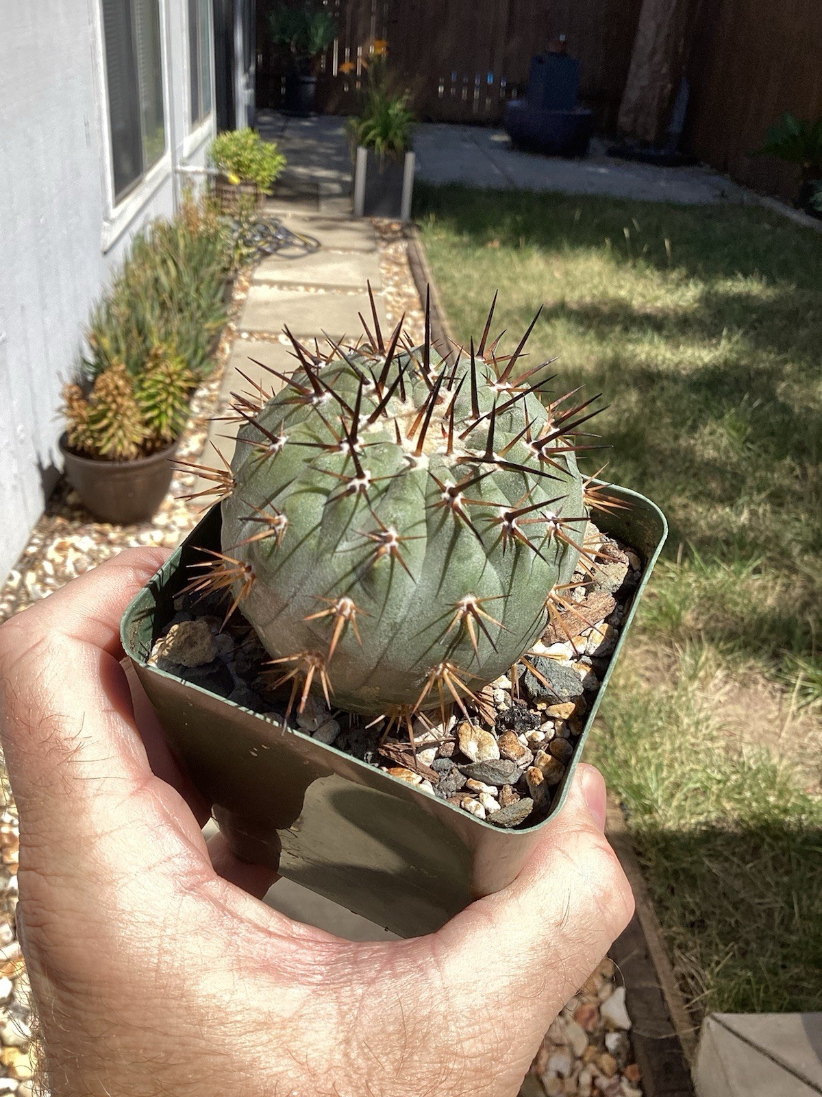 Beautiful Copiapoa Cinerea -Blk Spines- RARE! (Own Roots) -Sold Potted