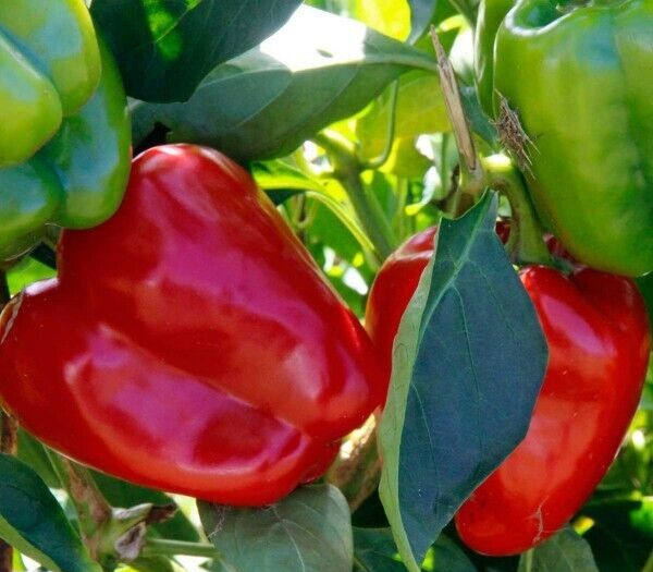 25 Newly Harvested Sweet Big Red Premium Pepper Seeds-B 06