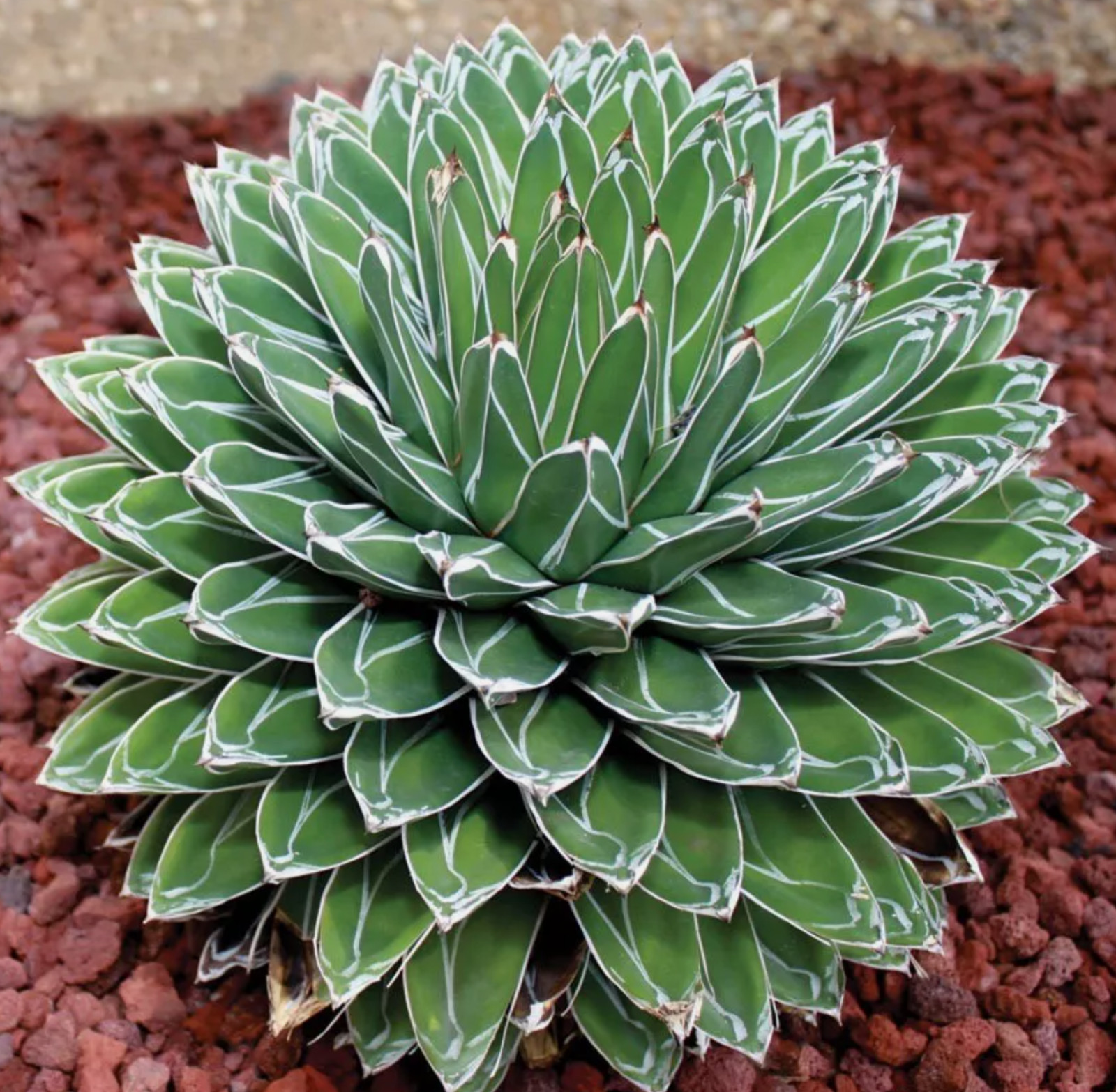 QUEEN VICTORIA AGAVE (Agave victoriae-reginae) 15 seeds