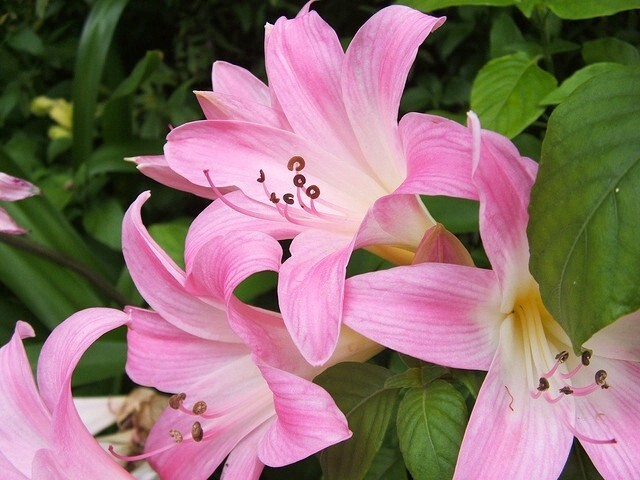 AMARYLLIS BELLADONNA NAKED LADY FLOWER BULBS HARDY ZONES 7-10 FRAGRANT BLOOMS!!!