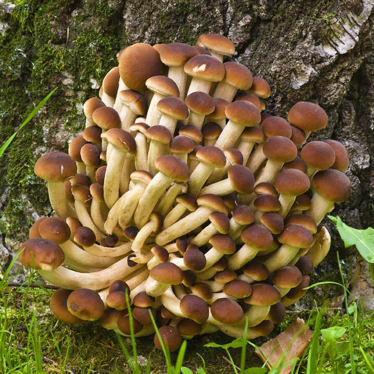 Pioppino (Agrocybe aegerita) Liquid Culture