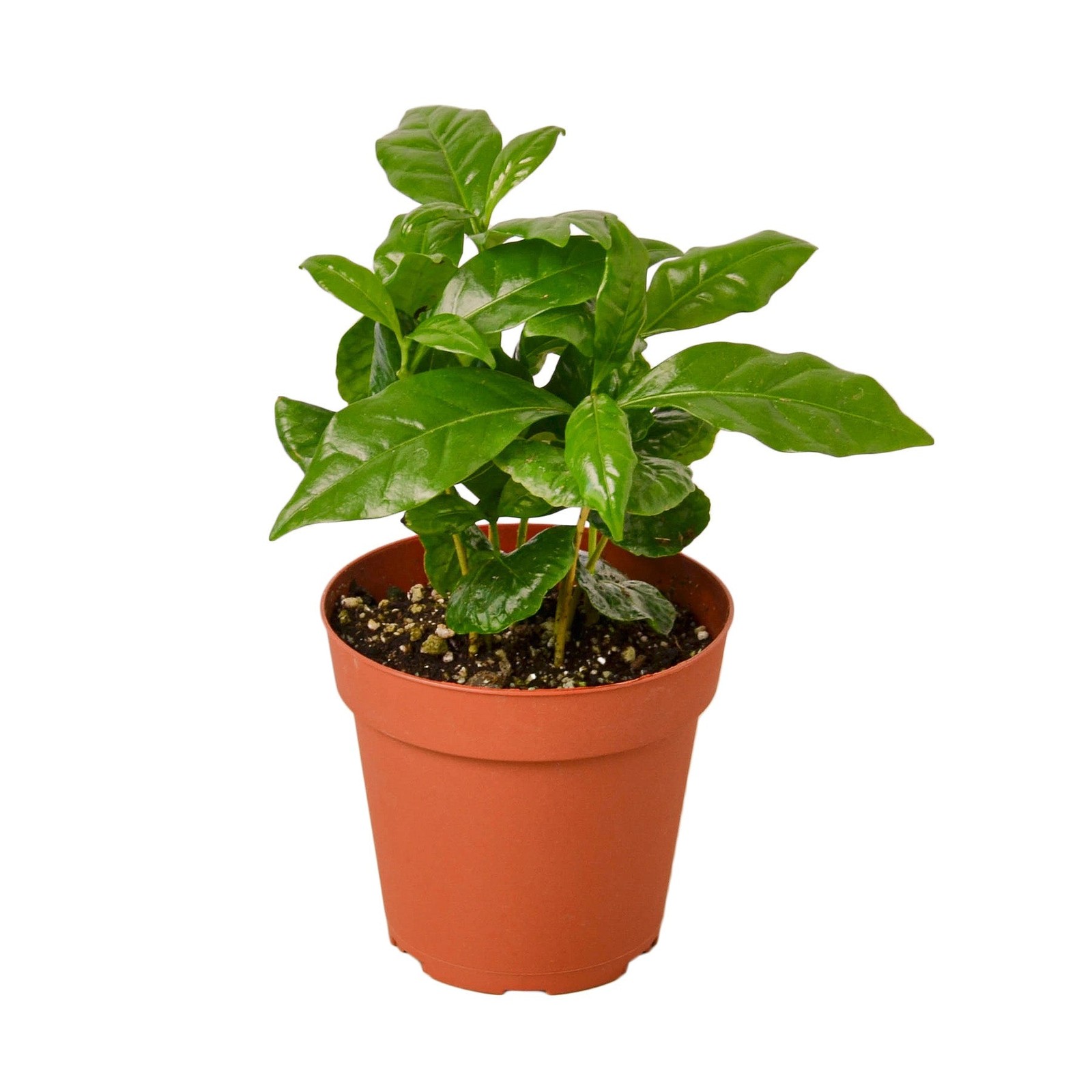 Arabica Coffee Plant • Coffea arabica • Grow Your Own Coffee • 6″ Pot