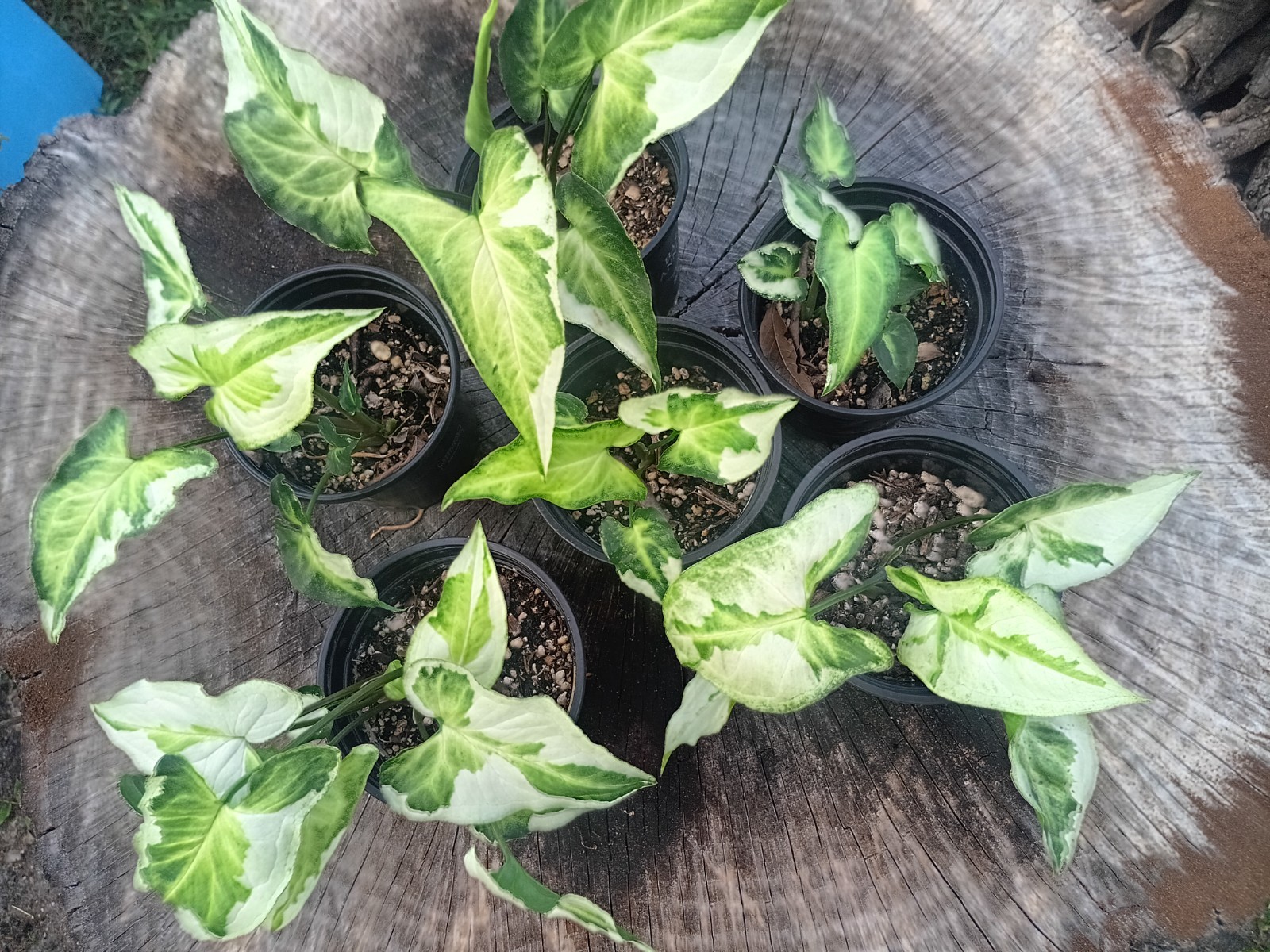 Syngonium Three Kings Live Rooted Plant