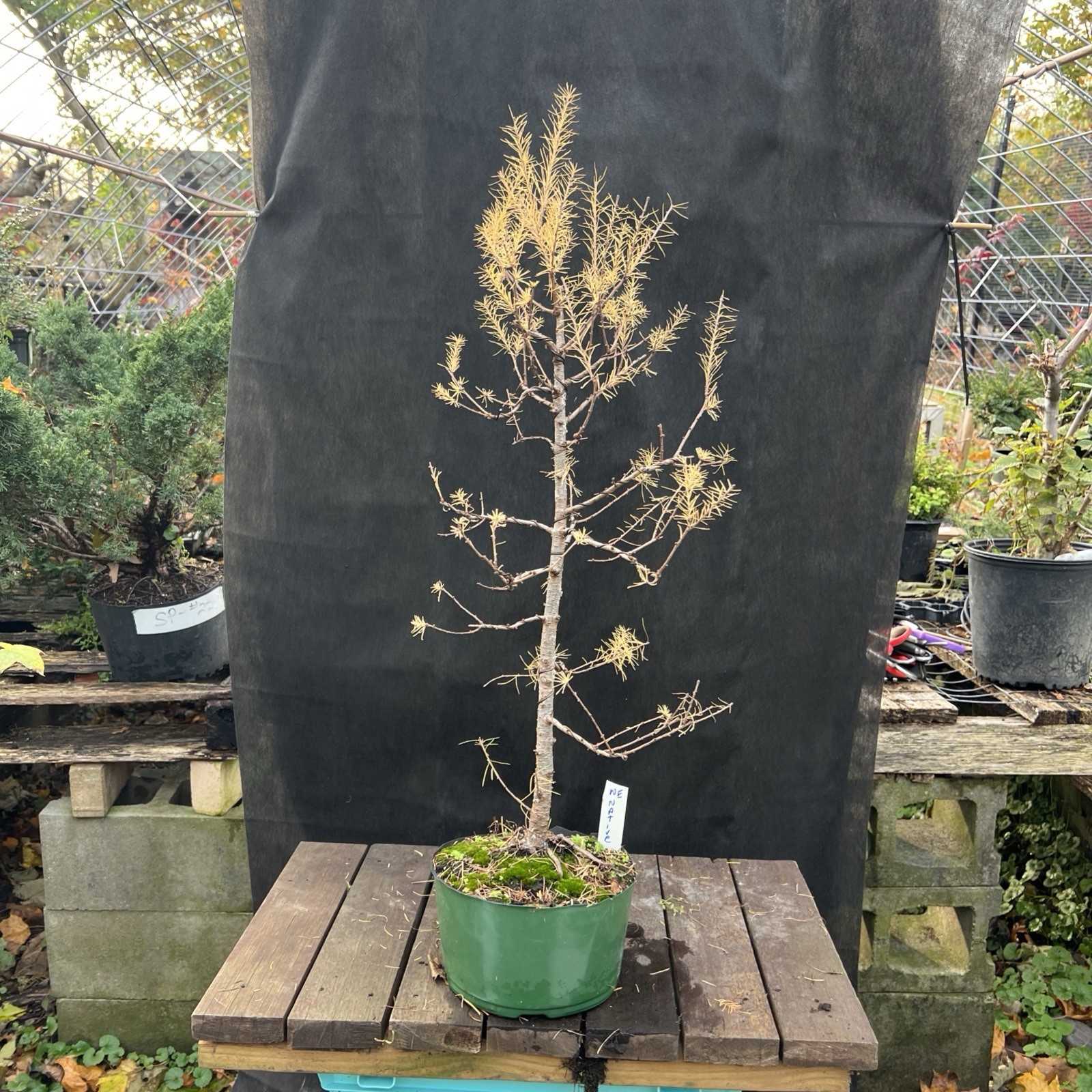 American Larch ￼ Collected Pre-Bonsai Material ￼ 30 ” tall from top 36″ Total