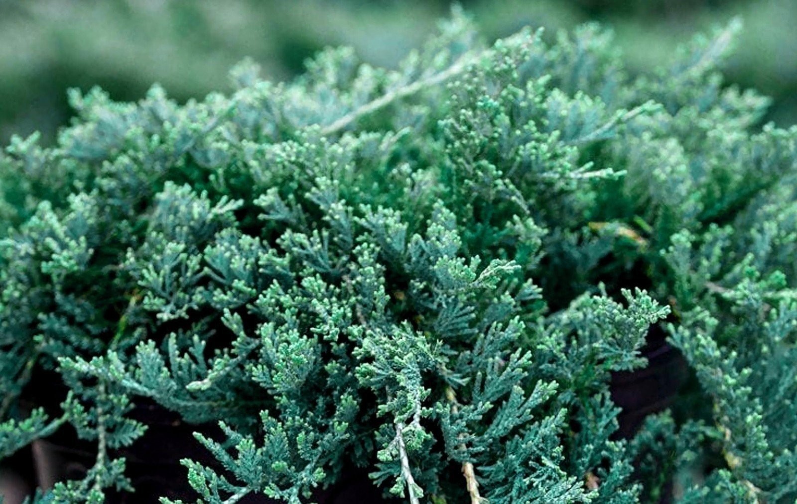 Blue Rug Juniper – Live Plants – 2″ Pots – Juniperus Horizontalis ‘Wiltonii’…