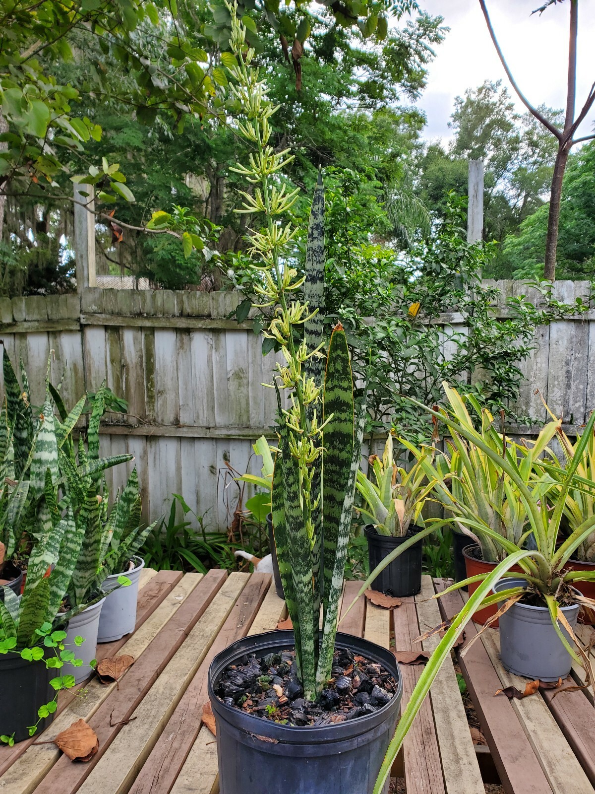 Snake Plant, 10″ + tall Mother-In-Law’s Tongue, Sanseveria Live,