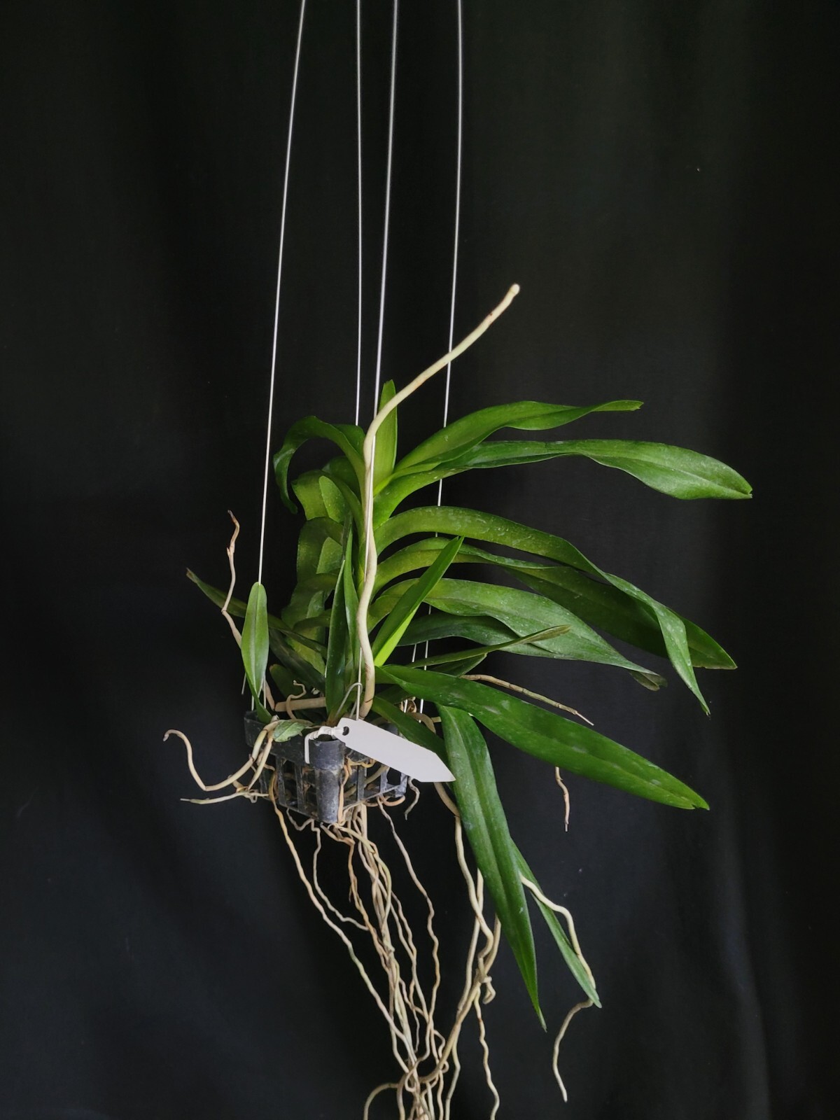 Aerides (flabellata x falcata var. alba) Super Fragrant