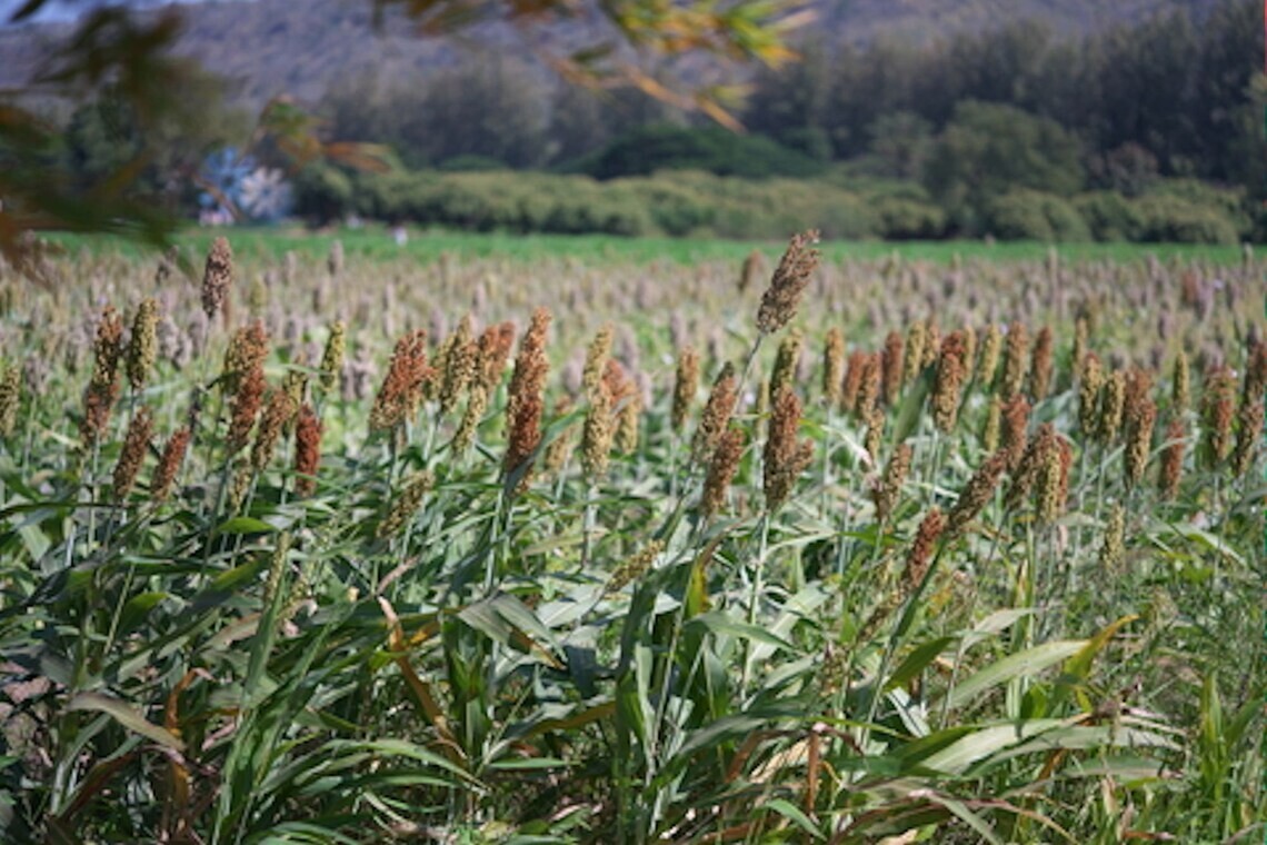 Japanese Millet Seeds – Fast Growing, Drought Tolerant, Wildlife – Pound