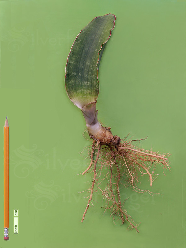 SANSEVIERIA Sp Nov km 42 No 21837 — Mafinga Tanzania — BLUE FORM • SUPER RARE