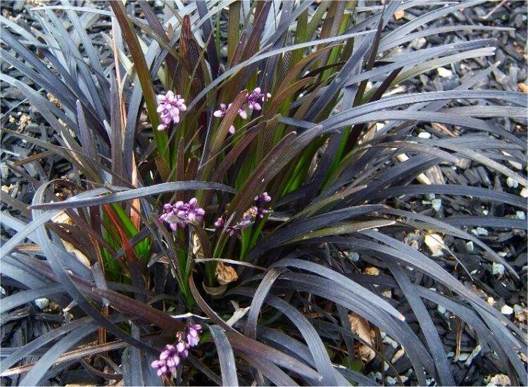 Black Mondo Grass Arabicus 25 Plants in 3-1/2 inch Pots