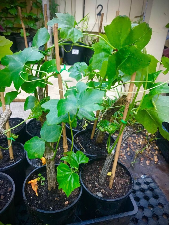 Tindora Plant Live Starter 8-12″ in pot Fast Growing, High Yield, Easy Care Vine