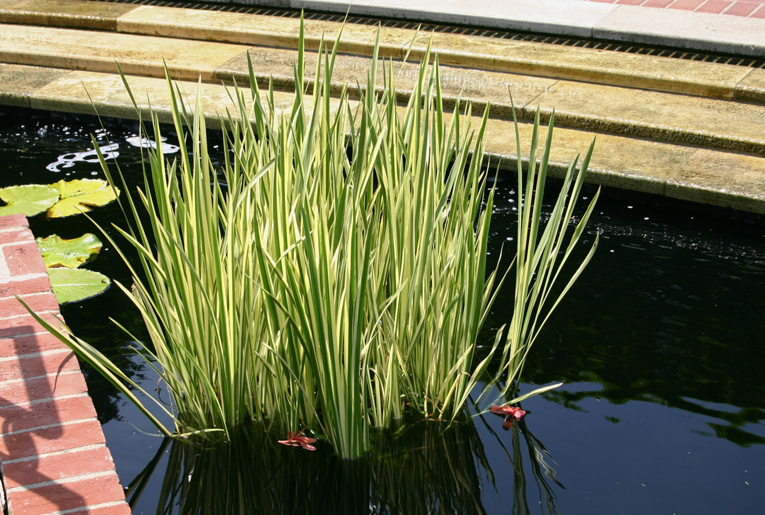 Live Variegated Sweet Flag Winter Hardy Aquatic Marginal Pond/Bog Plant