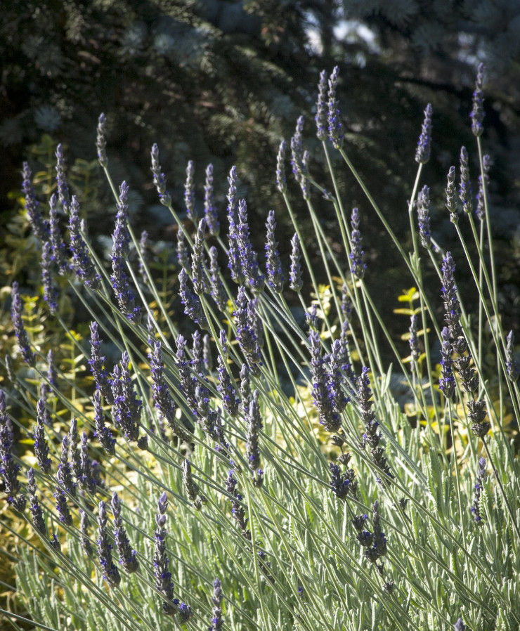 2 Godwins Creek Lavender Plants Live, 3–8″ Tall, Ships No Pot