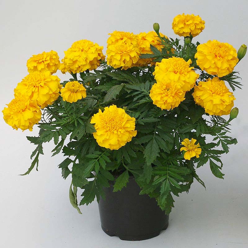 Marigold ZENITH F1 Deep Yellow 60 Seeds NonGMO by THE BROOKLYN BOTANICAL GARDENS