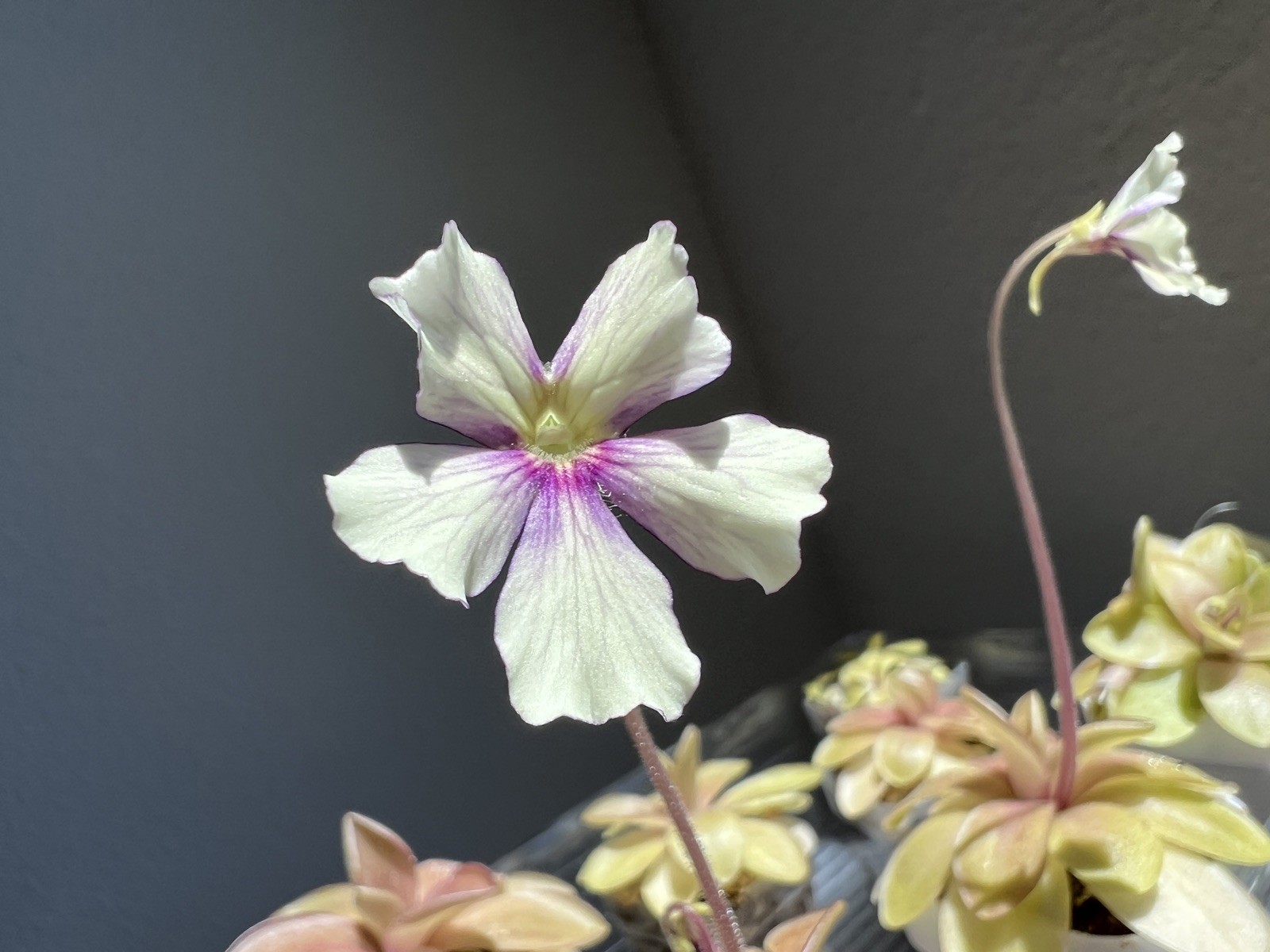 Pinguicula Razzberry Blonde – Rare Butterwort Carnivorous Plant