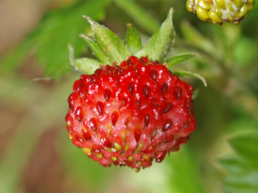 100 VESCA BARON STRAWBERRY Solemacher Berry Fragari Fruit Seeds *Flat S/H