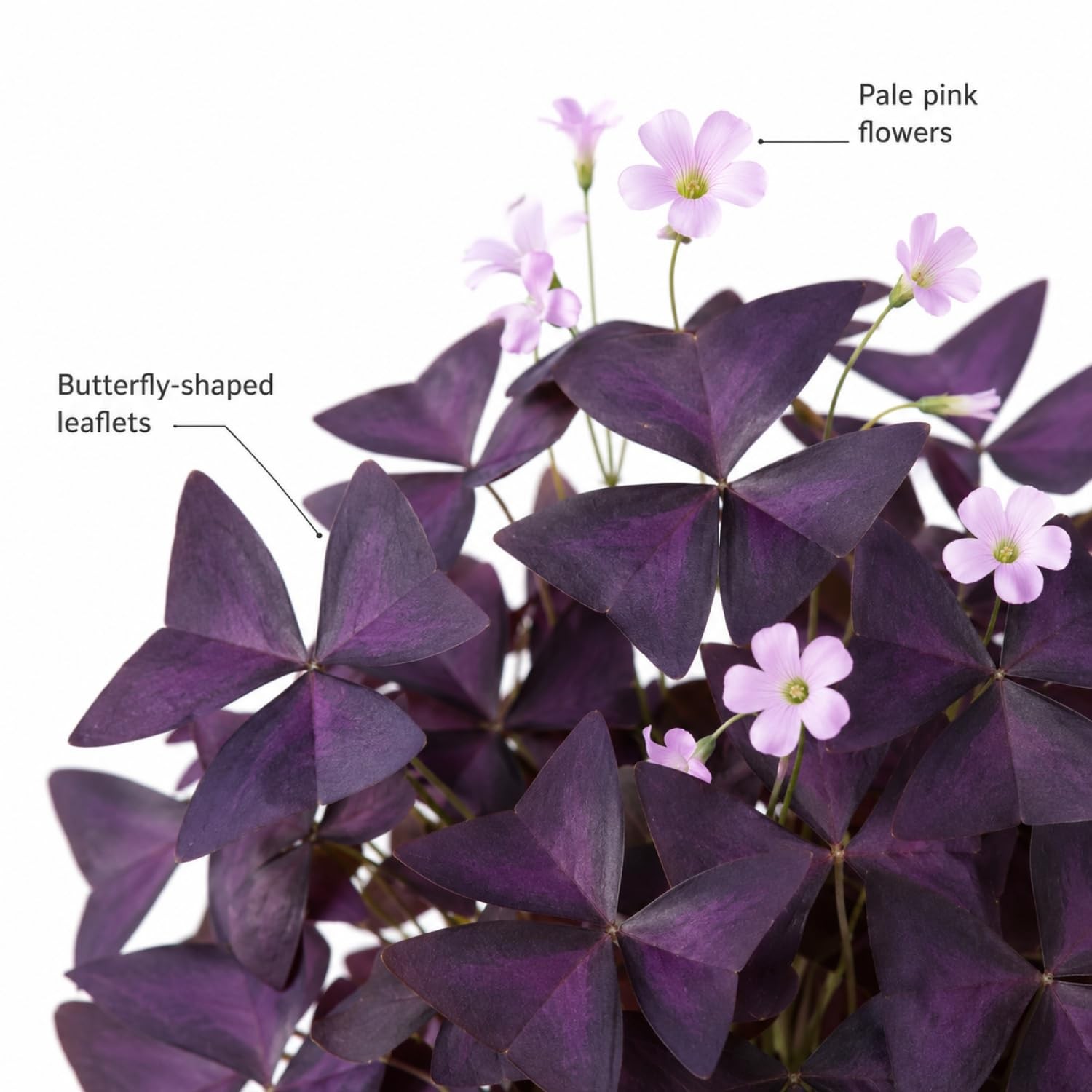 Pack of 24 Purple Shamrocks Bulbs, Oxalis Bulbs for Planting,