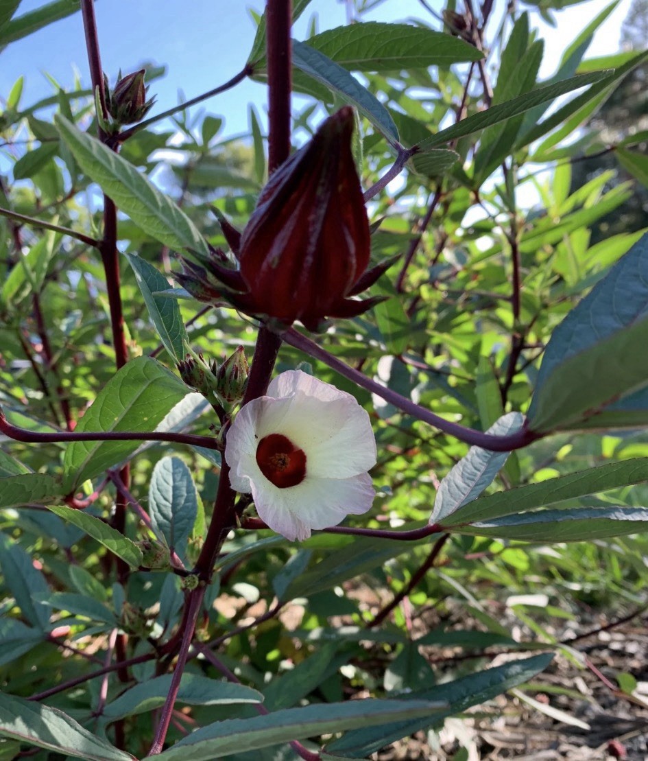 Roselle Hibiscus Plant Seedling – Live Plant- Great for Tea- Shipped In Pot/Soil