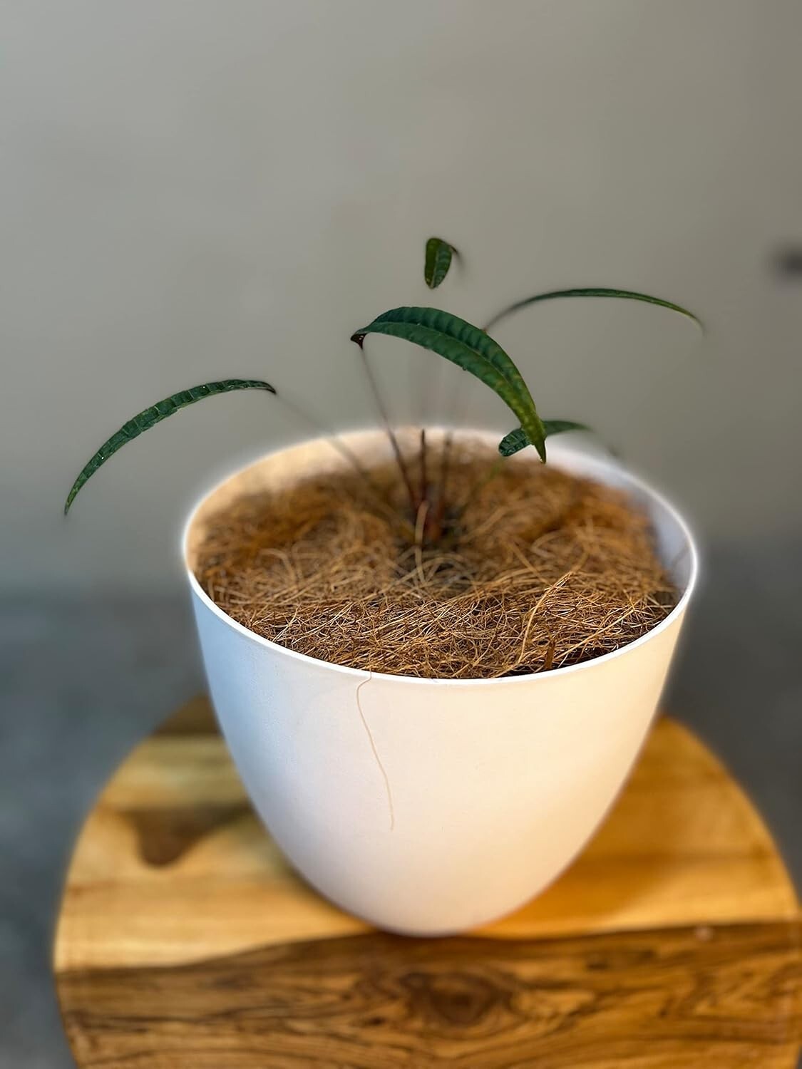 Anthurium Cutucuense by LEAL PLANTS ECUADOR Live Plants | Cutucuense House Plant