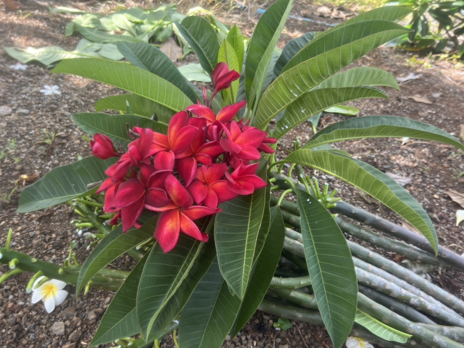 Mixed Thai Seeds bulk (Plumeria Kingdom)