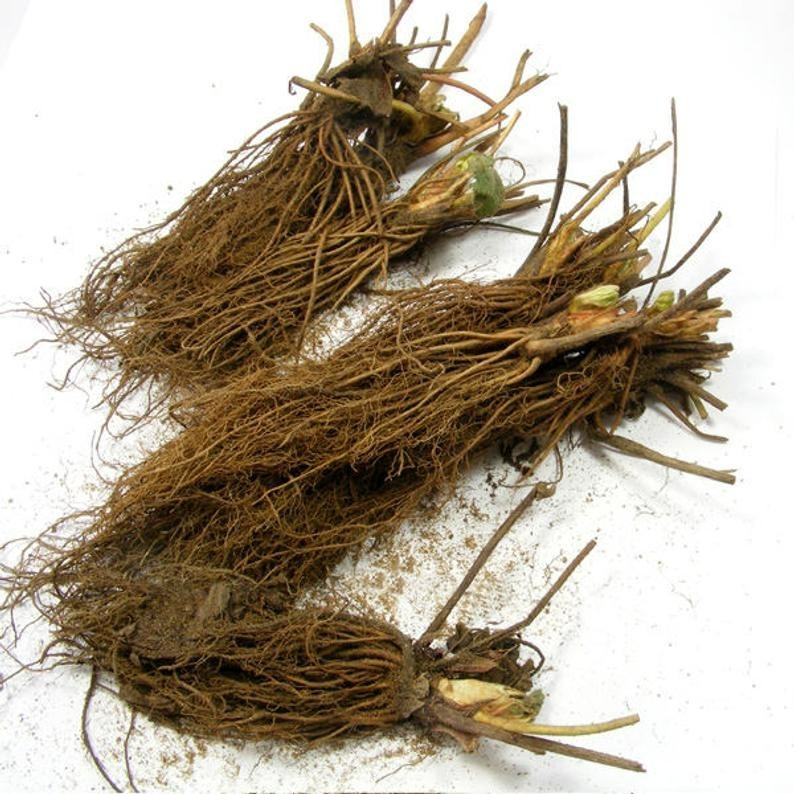 6XL Strawberry Plants “Ozark Beauty” Everbearing(Pack of 6XL Bare Root) Zone 4-9