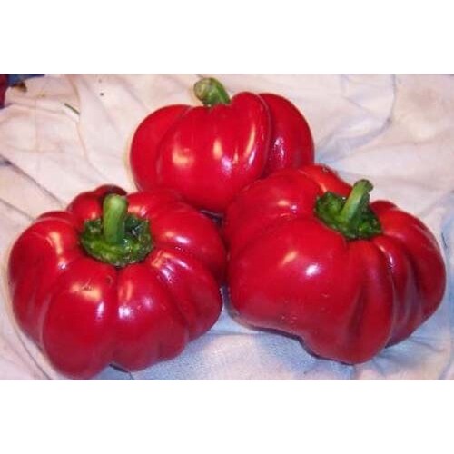 Pepper Sweet Pimento Great Heirloom Vegetable By Seed KIngdom 1,000 Seeds