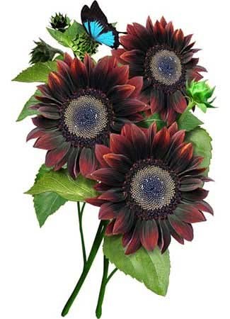 Chocolate Cherry Sunflower Seeds For Planting (Helianthus annuus)