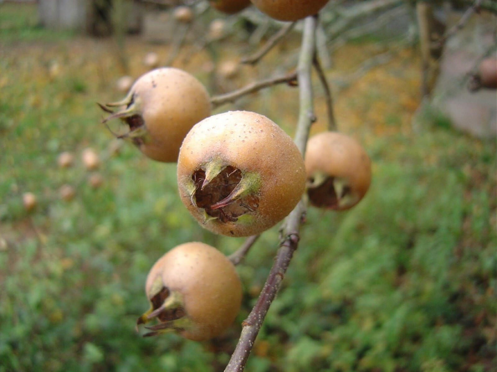 8-12” tall Large Russian Medlar tree, Mespilus germanica, grafted