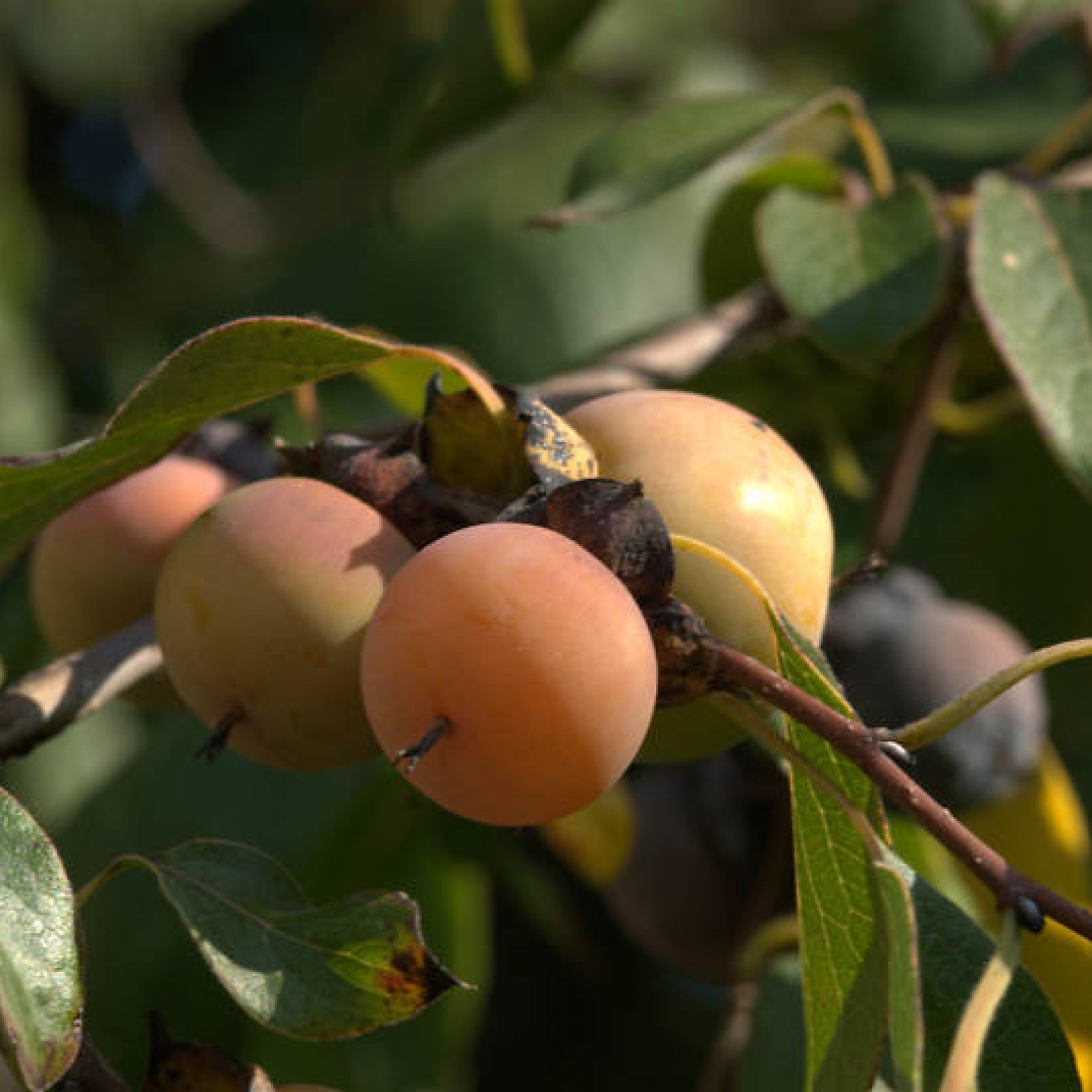 DATE PLUM PERSIMMON Diospyros Lotus – 5 SEEDS