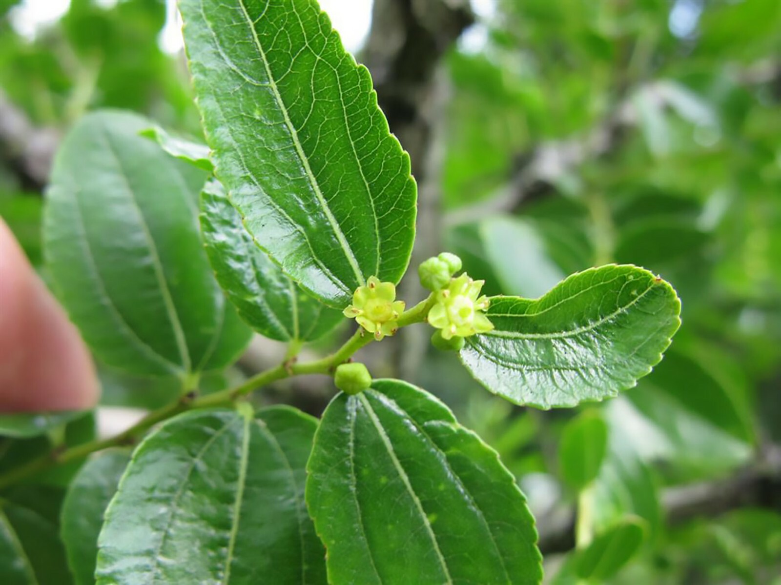 Chinese Date, Ziziphus jujube, Tree Seeds