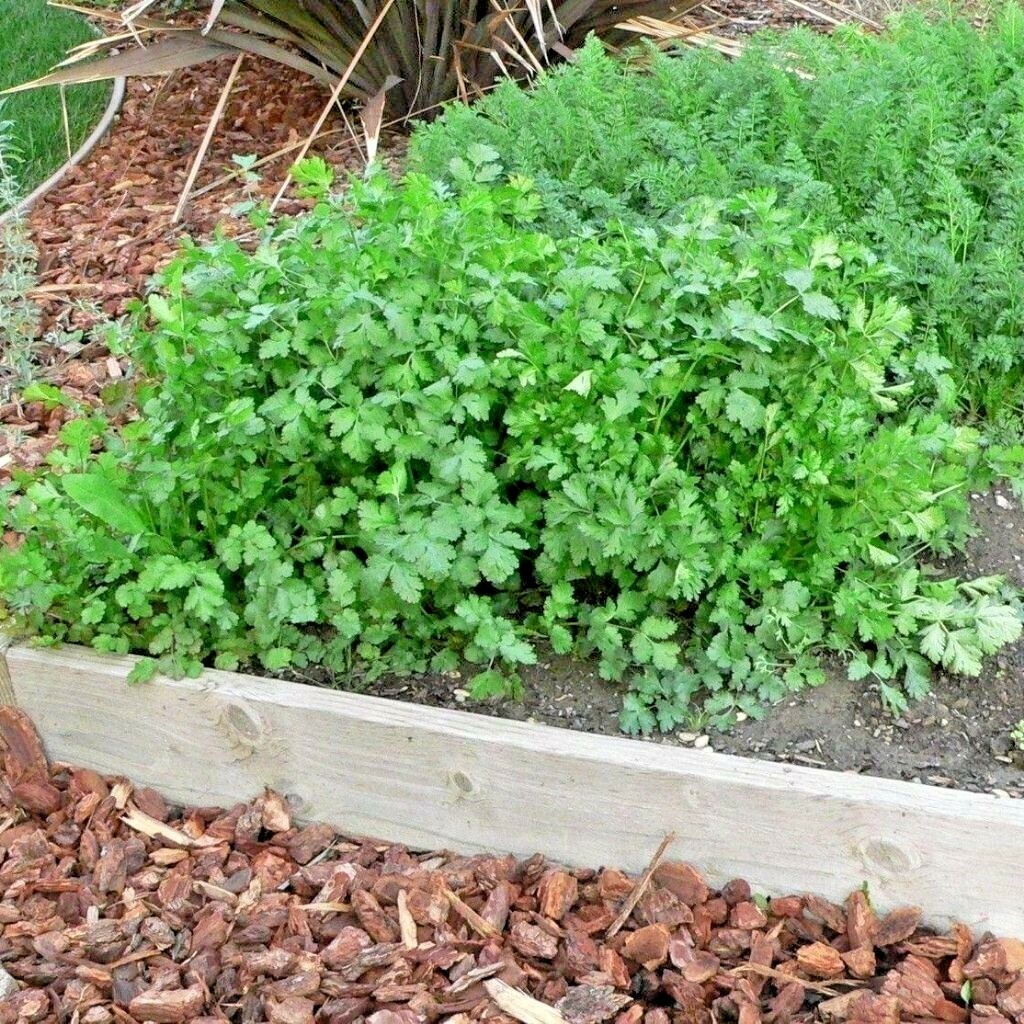 61+CILANTRO Seeds Coriander Salsa Tex Mex Kitchen Summer Garden Container Herb