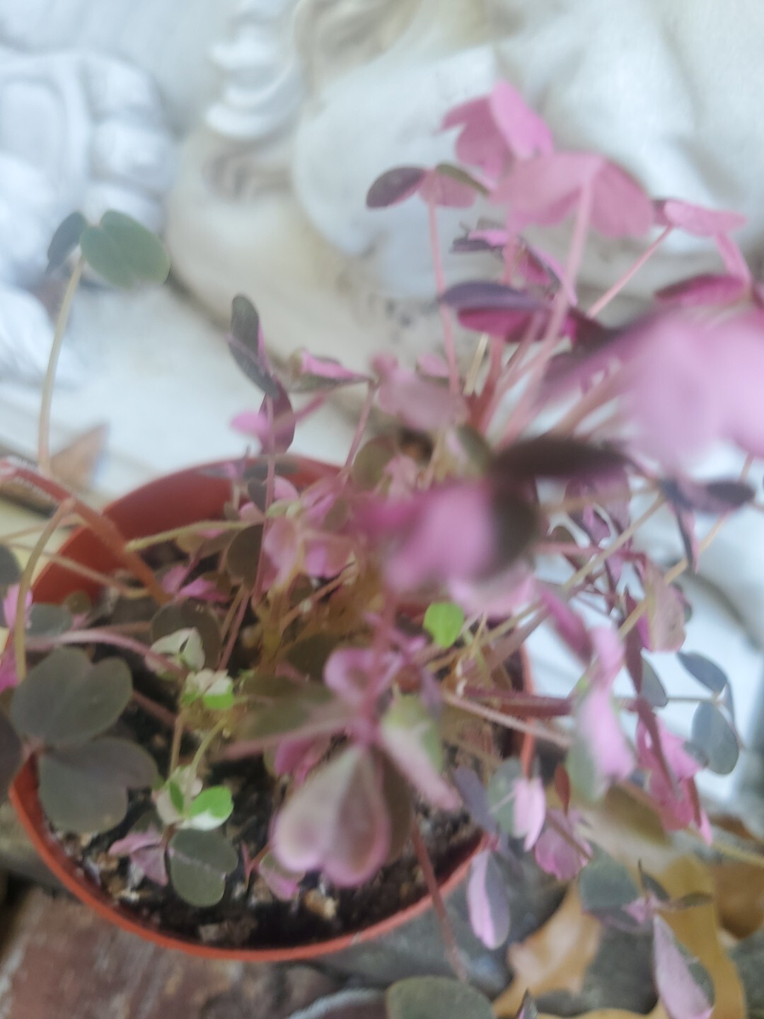 Oxalis Vulxanicola “Lucky” Red Pink Green PURPLE Tricolor In 3″ Pot Live Mini
