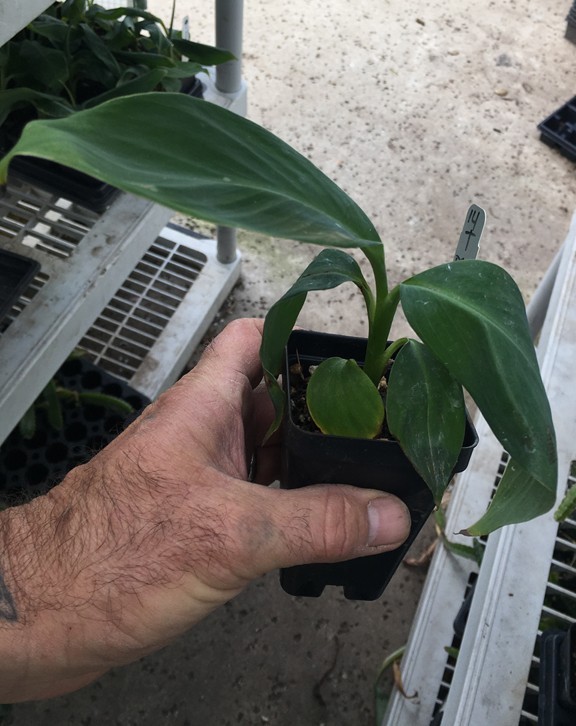 Tall Namwah aka Pisang Awak – VERY COLD HARDY – Live Banana Plant