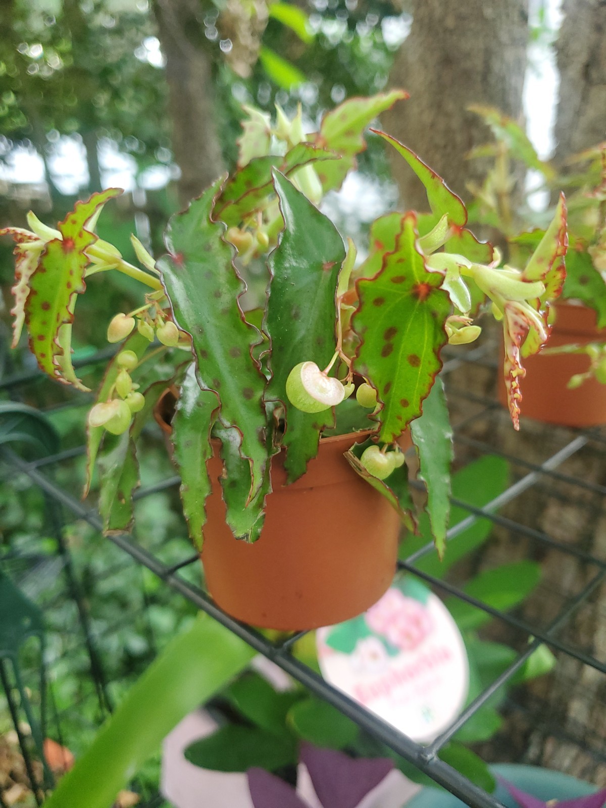 Lot Of 3 RARE Begonia AMPHIOXUS Live Ships In 2.5″