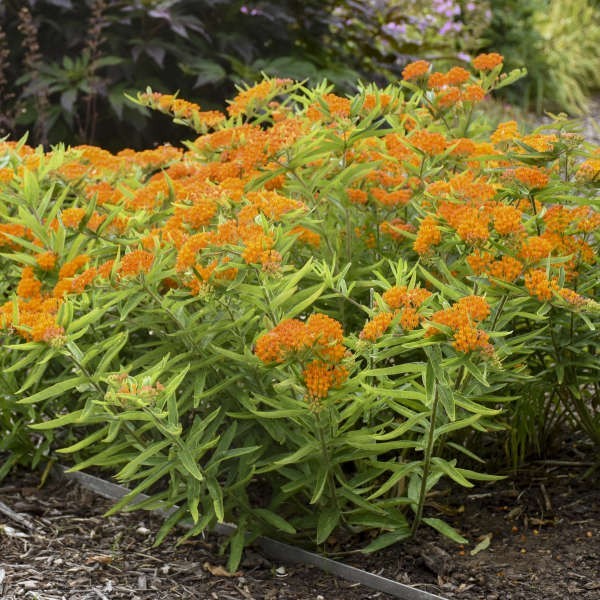 3 Butterfly Weed Plant Asclepias Tuberosa Milkweed Bare root Wildflower