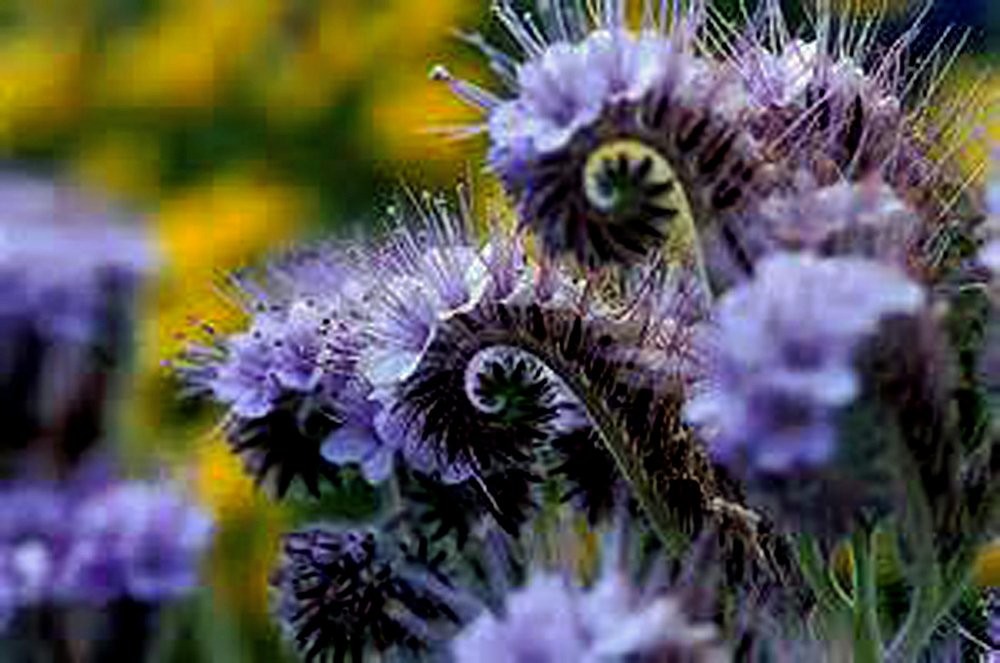 500+ Lacy Phacelia Seeds – Purple Tansy, Phacelia Tanacetifolia, Country Creek