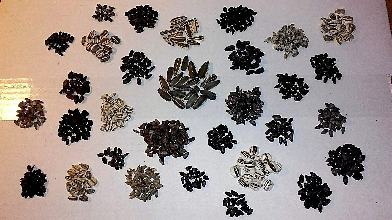 Custom Sunflower Seed Mix (30 Seeds) 30 KINDS of Ornamental Sunflowers in Mix!
