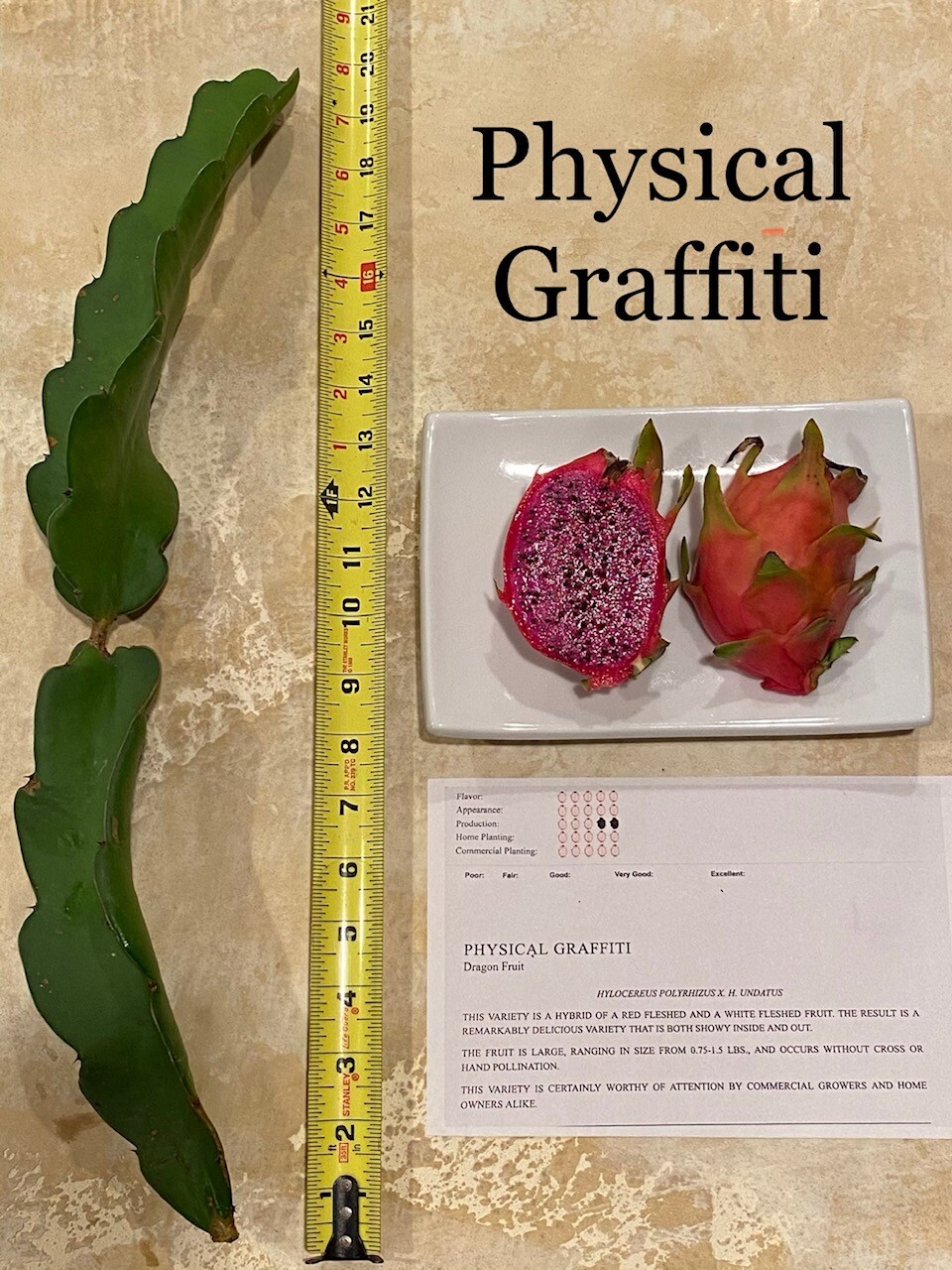 Best Dragon Fruit Cuttings 24-36”, each cutting and FREE SOLAR gopher repellent.