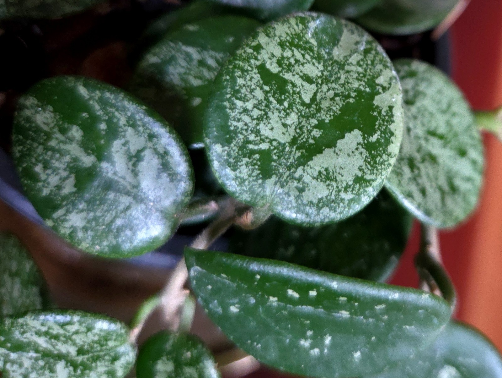 RARE Hoya Splashy Carnosa X Serpens 11″ Long No Monstera Philodendron Anthurium