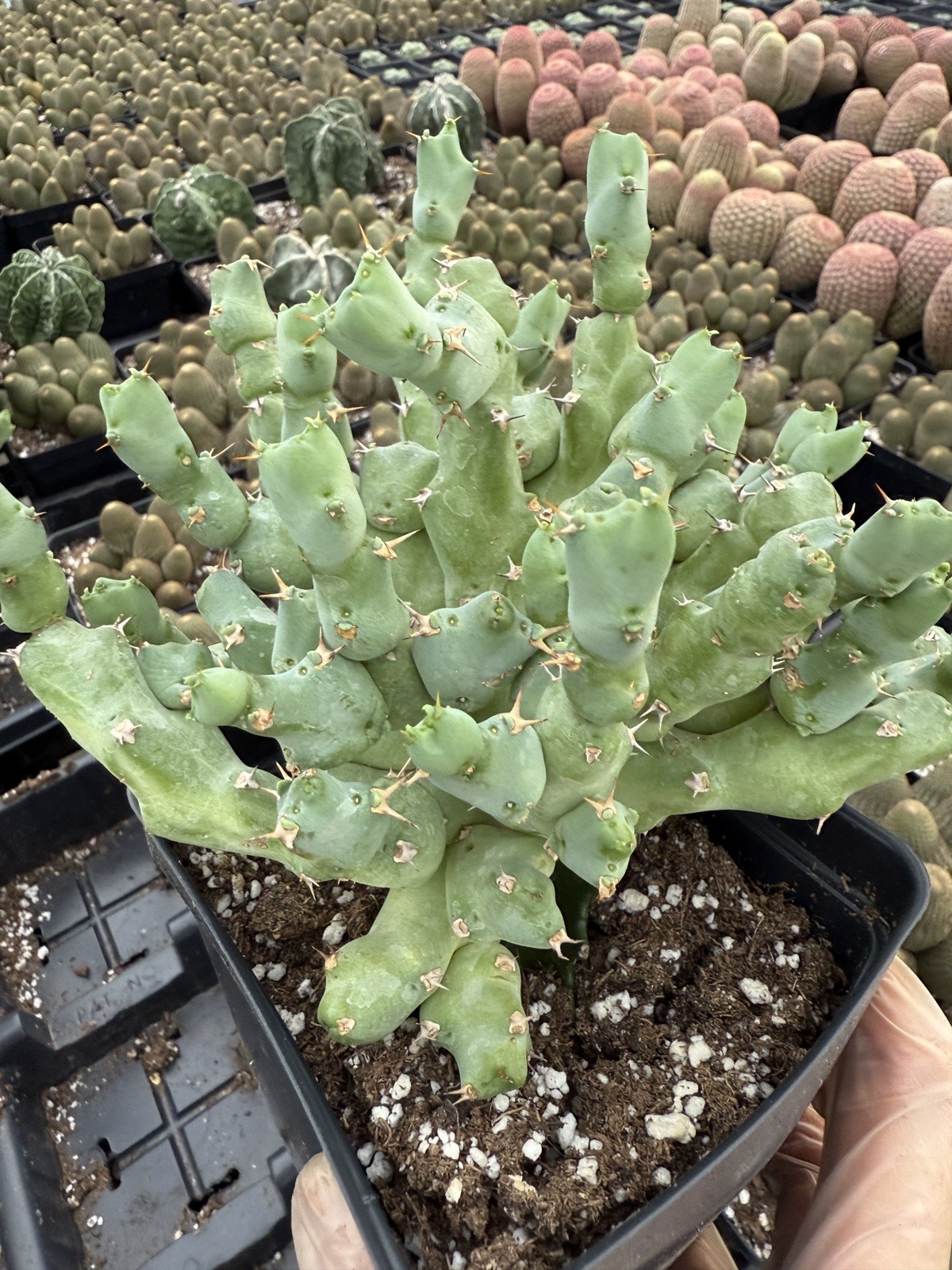 Rare Euphorbia – Euphorbia clivicola (6″ pot)