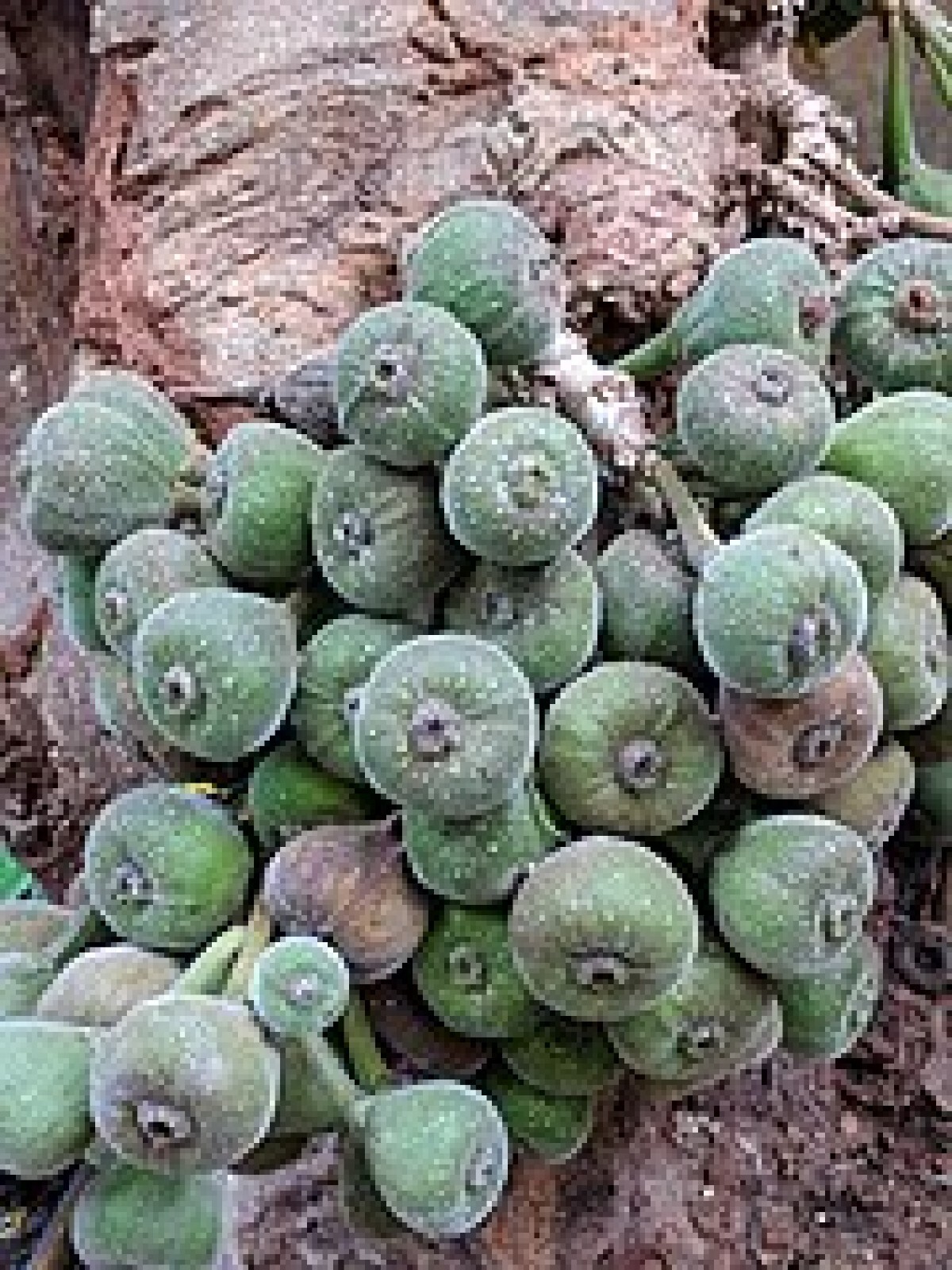 Elephant Ear Fig Tree {Ficus auriculata} Organic 10 seeds Free Shipping!