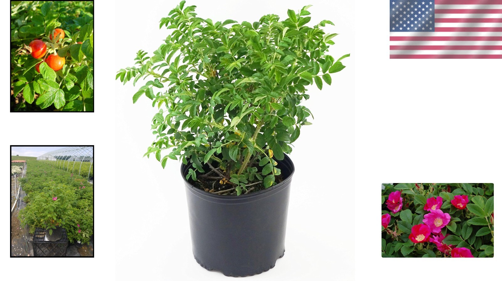 Robust Pink Rugosa – Size #2 Container – Drought Tolerant