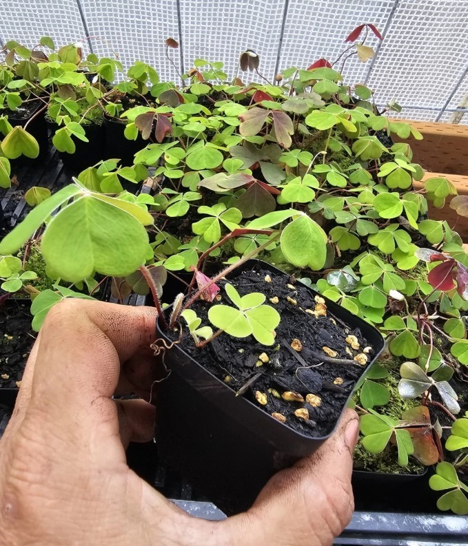 Deep Shade Oxalis Live Plant – 3″ Pot – Green Leaves White Blooms – Zones 7-11