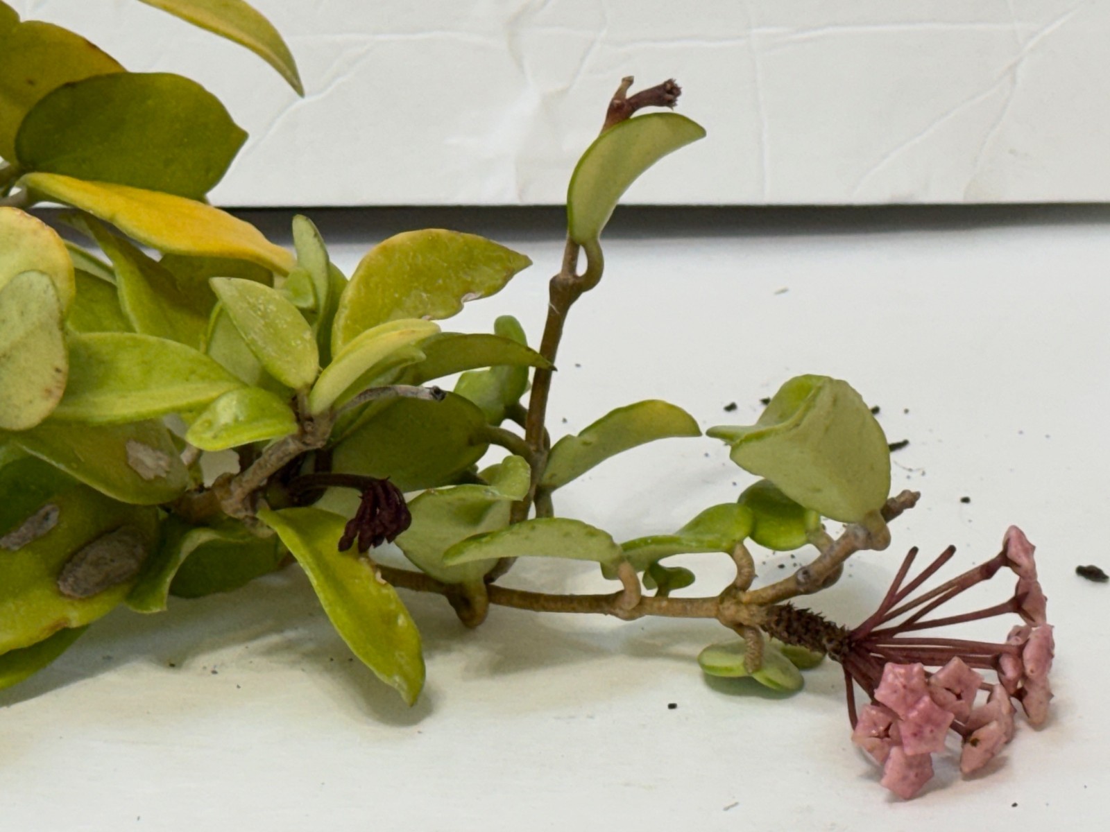 HOYA CARNOSA 4″-#18 with 4 budding flowers
