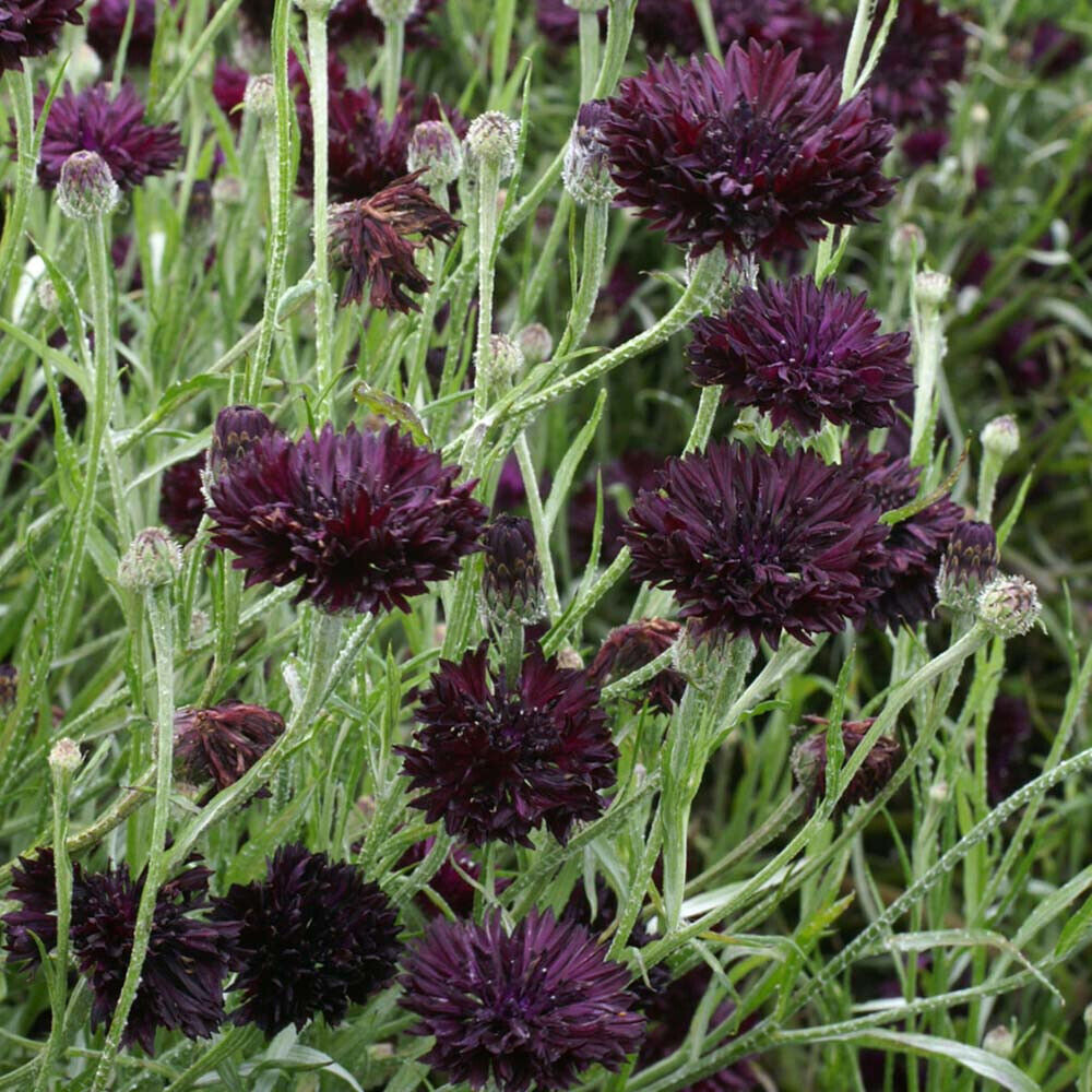 Black Ball Purple Cornflower Seeds, Bachelor Button, FREE SHIPPING