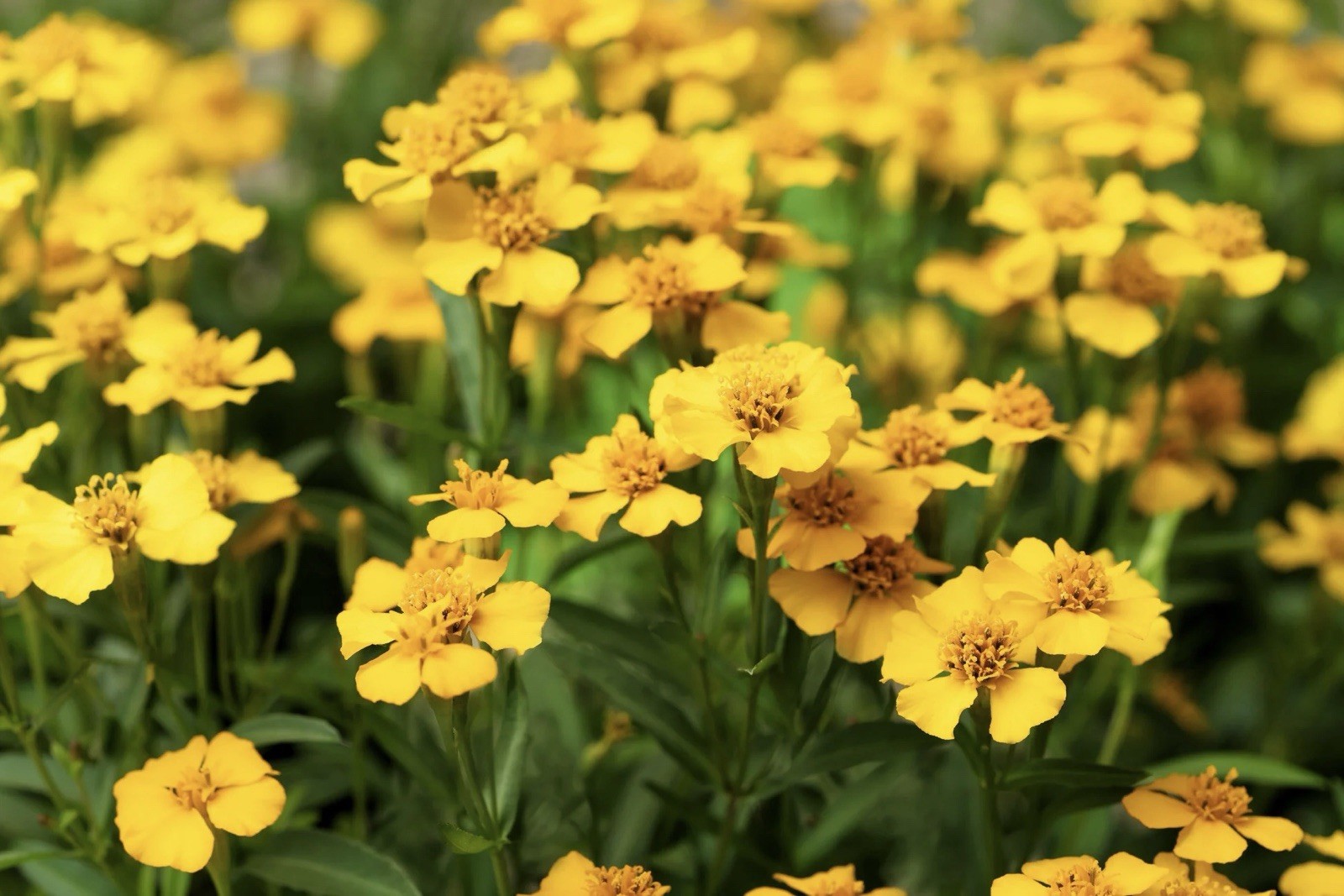 50+ Tarragon Seeds (Tagetes lucida) – Mexican Mint Medicinal Herb Spice & Flower