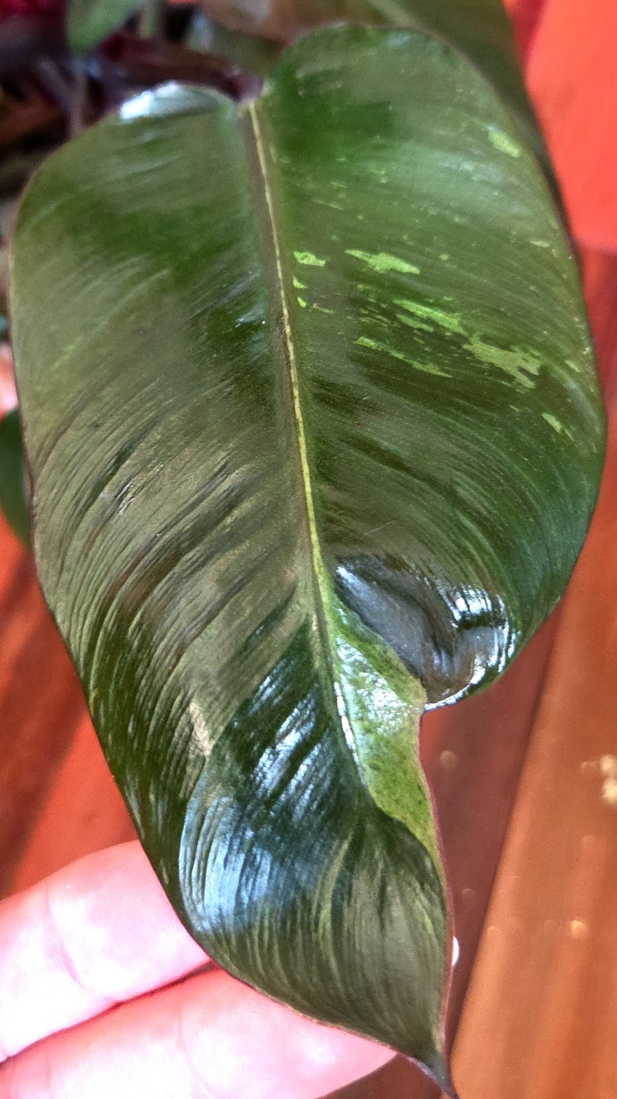Rare Philodendron Variegated Black Cardinal 18″ Tall W/ Pups Aroid Not Monstera