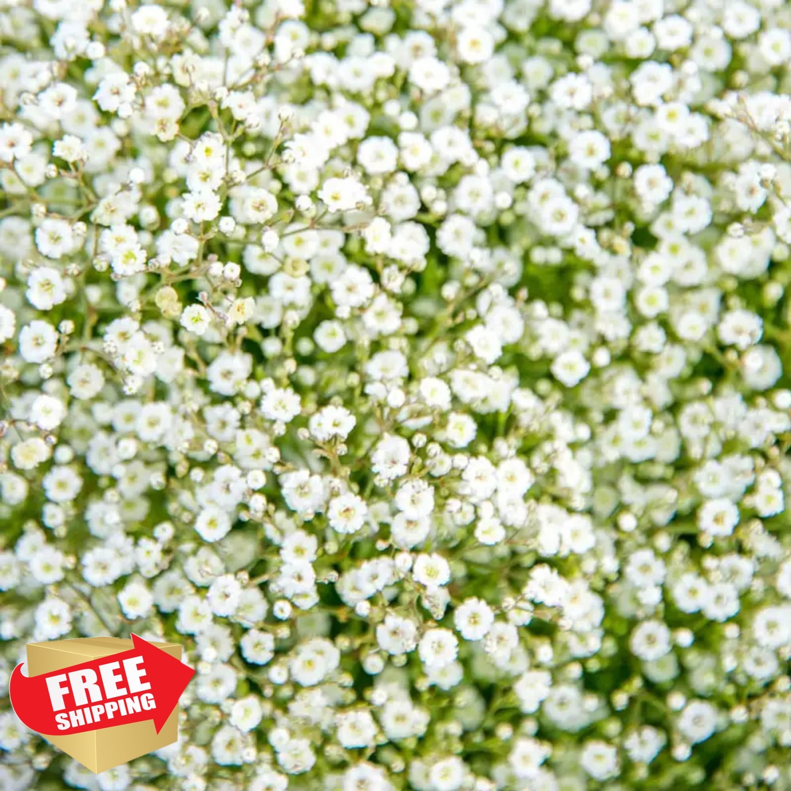 Baby’s Breath Flower Seeds 1000+ Mixed Annual Perennial Garden