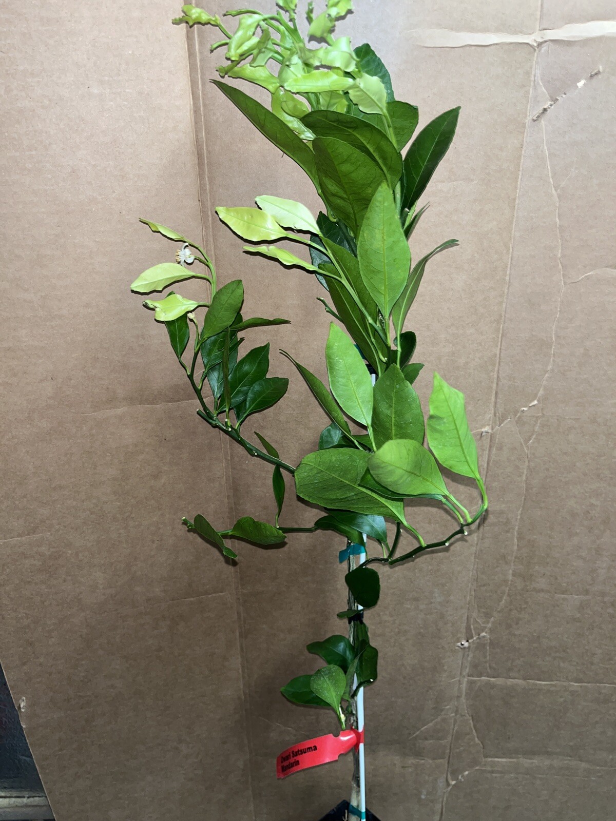 Florida only! Satsuma Frost Owari grafted 26–30 inches tall